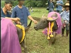 Villagers at water buffalo wedding ceremony News Clip