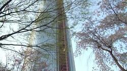 CLEAN : Cherry blossoms bloom in Seoul News Clip