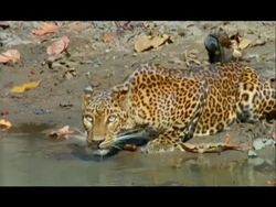 Leopard (Panthera pardus) drinking from pool, Nagarahole, Southern India Stock Footage