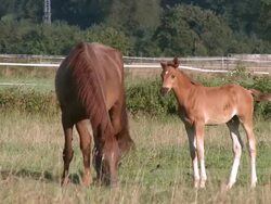 WS View of horse, mare and foal grazing on green grass / Taben-Rodt, Saar-Valley, Rhineland-Palatinate, Germany Stock Footage