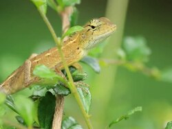 Yellow lizard Stock Footage
