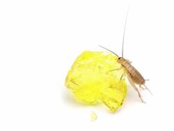 HD cricket eating Stock Footage