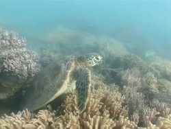 MS Turtle emerges from coral reef and swims away  AUDIO / Queensland, Australia Stock Footage