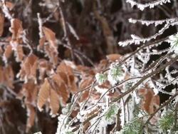 HD: Snow covered branches Stock Footage