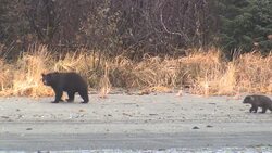 Bear cubs follow their mother along a riverbank. Stock Footage
