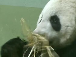 CU Tian Tian sitting in bed eating bamboo / Edinburgh, City of edinburgh, United Kingdom Stock Footage