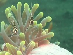 Banggai cardinalfish (Pterapogon kauderni) in anemone (order Actiniaria), Kungkungan Bay Resort, Sulawesi, Indonesia Stock Footage