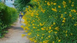 boy sneezing from pollen of flowering plants Stock Footage