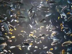 Aquarium Stock Footage