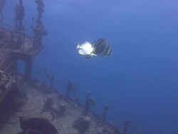 Shipwreck - Giannus D Stock Footage