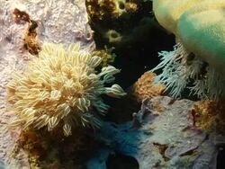 MS Shot of Reef covered with various hard and soft coral and sponge / Pemba, Cabo Delgado, Mozambique Stock Footage