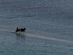 MS AERIAL ZO PAN POV  Man ridding horse cart near sea shore / North Frisian Sea,  Schleswig-Holstein, Germany Stock Footage