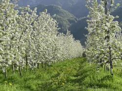 MS Shot of Apple blossom (Malus) in flowering orchard / Merano, South Tyrol, Italy Stock Footage