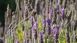 Bee in lavender slow motion Stock Footage