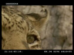Leopard, Panthera pardus, ear twitching and eye, CU, Botswana Stock Footage