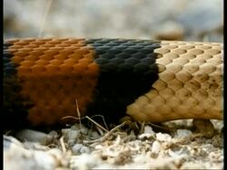 CU Scarlet Kingsnake, pattern of coloured bands, head on ground looking to camera, flicks tongue, USA Stock Footage