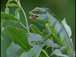 Common Garden Lizard, Calotes versicolor, eating grasshopper on plant, side view, Western Ghats, India Stock Footage