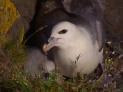 A puffin nests with her chick. Stock Footage