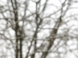 Snow Fall Stock Footage