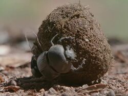 WS View of Two Scarab beetles rolling a ball of dung / Pilanesberg, Gauteng, South Africa Stock Footage