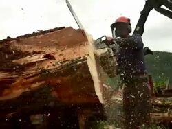 Medium full shot of man sawing a log. Stock Footage
