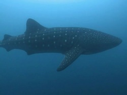 Whale shark (Rhincodon typus), Southern Visayas, Philippines Stock Footage