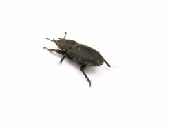 Stag beetle Stock Footage