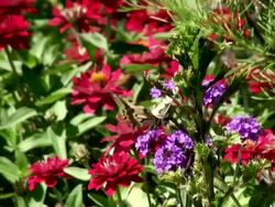 MS Butterfly flying on blue verbena flower / Koblenz, Rhineland-Palatinate, Germany Stock Footage