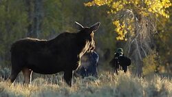 MS/SLOMO   shot of photographers walking dangerously close to a massive cow moose (Alces alces) Stock Footage