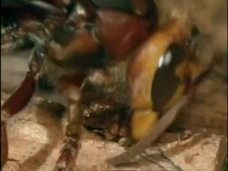 BCU Hornet (Vespa crabro) collecting wood fibres for nest, England Stock Footage