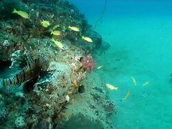 MS Shot of Devil fires fish resting or drifting along rocky outcrop and sea floor with various fish swimming / Matola, Maputo, Mozambique Stock Footage