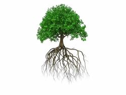 Animation of a colored growing tree with roots Stock Footage