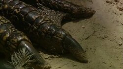 A crocodile's claws rests in sand. Stock Footage