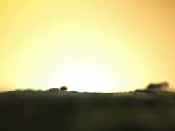 Ants sunset - HD, NTSC Stock Footage