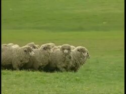 MS Flock of sheep in field being herded by sheepdog, sheep move to camera Stock Footage