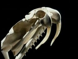 CU side view of snake skull, front fanged skull against black background Stock Footage