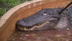 A researcher pokes a captive alligator with a stick. Stock Footage
