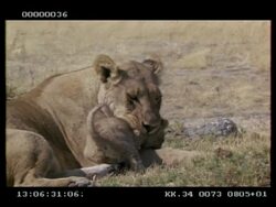 MS lioness picking up her cub and walking with it in her mouth Stock Footage