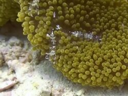 Anemone Shrimp Stock Footage