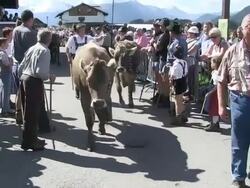 MS Tourist watching farmer leading cattle down from mountains  / SchÃƒÂ¶llang, Bavaria, Germany Stock Footage