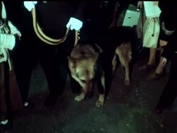 CRUFT'S DOG SHOW News Clip