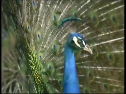 Peacock, courtship display, shakes with fanned out feathers, CU, Israel Stock Footage