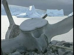 CU zooming to MS, Vertebral bones from humpback whale on shore, icebergs in background, Antarctica Stock Footage