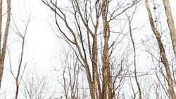 Panning of land after burning Stock Footage