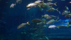 Fish in aquarium Stock Footage