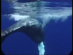 MCU Humpback Whale (Megaptera novaeangliae) moving through water, swirling tail to camera, underwater, Tonga Stock Footage
