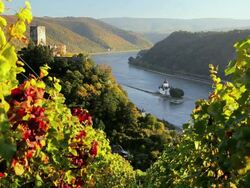 WS Vineyards and Gutenfels castle on hill overlooking valley river and countryside / Kaub, Rhineland-Palatinate, Germany Stock Footage
