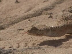 Medium Close Up, pan-left - A snake slithers across the sand Stock Footage