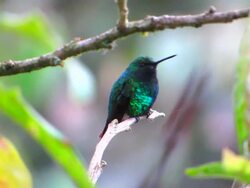 Viridian Metal tail Humming Bird Stock Footage
