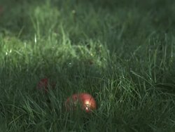 SLO MO apple falling, hits ground, medium close up, stalk top to camera Stock Footage